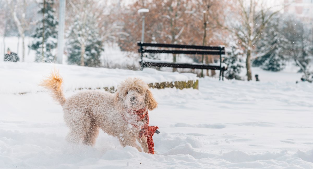 Pet-Friendly Luxury Rentals in Aspen: Where to Stay