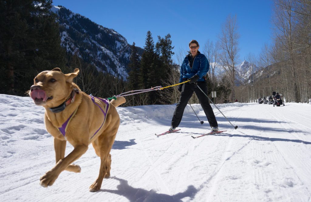 Skier with Dog skiing on Castle Creek