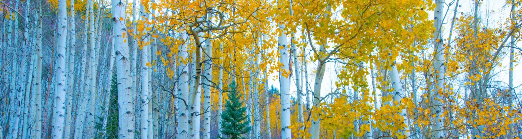 Aspen mountain view