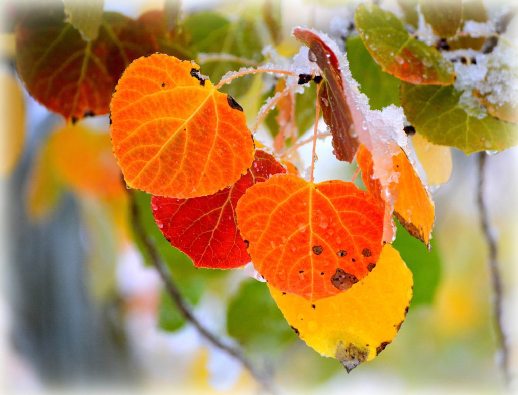 Transformation Of Aspen Leaves Brings A Variety Of Color And Bea